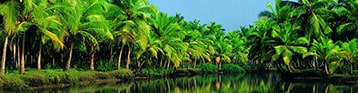 Kochi-Header Kochi-Header
